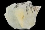 Pennsylvanian Fossil Fern (Neuropteris) - Kentucky #112669-1